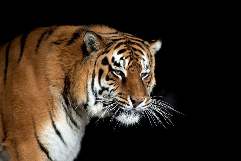 tigre no fundo preto